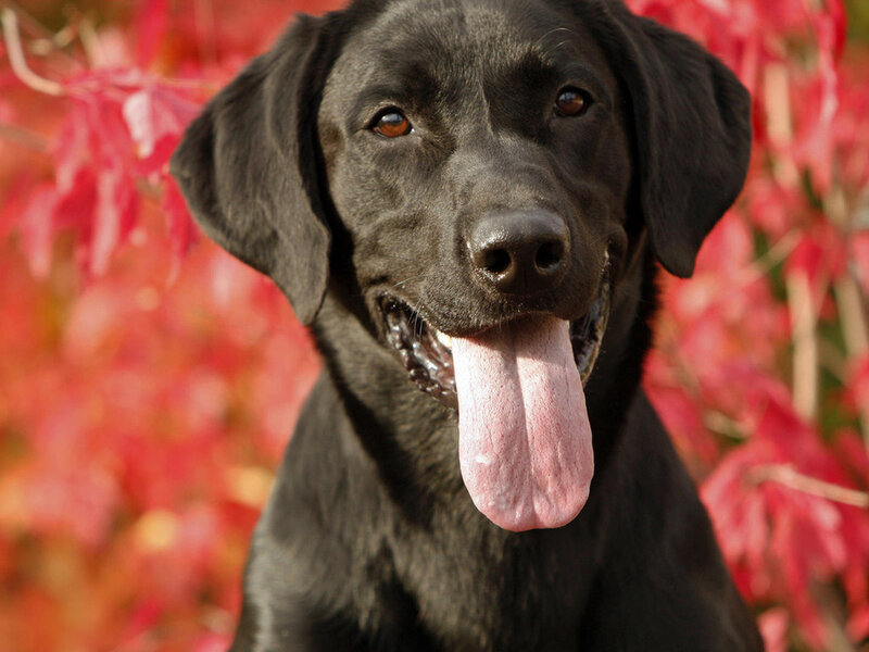Black Labrador Dog — Calm, Autumn