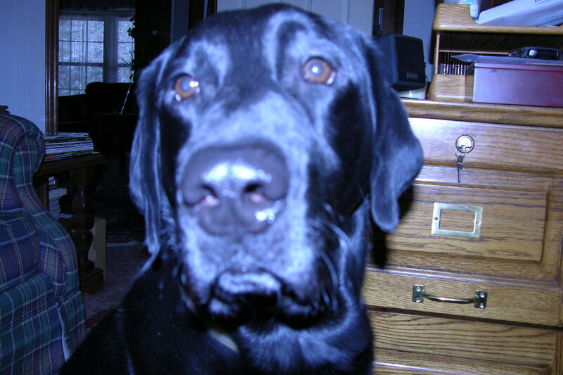 Black Labrador Dog — Calm, Night, Photograph