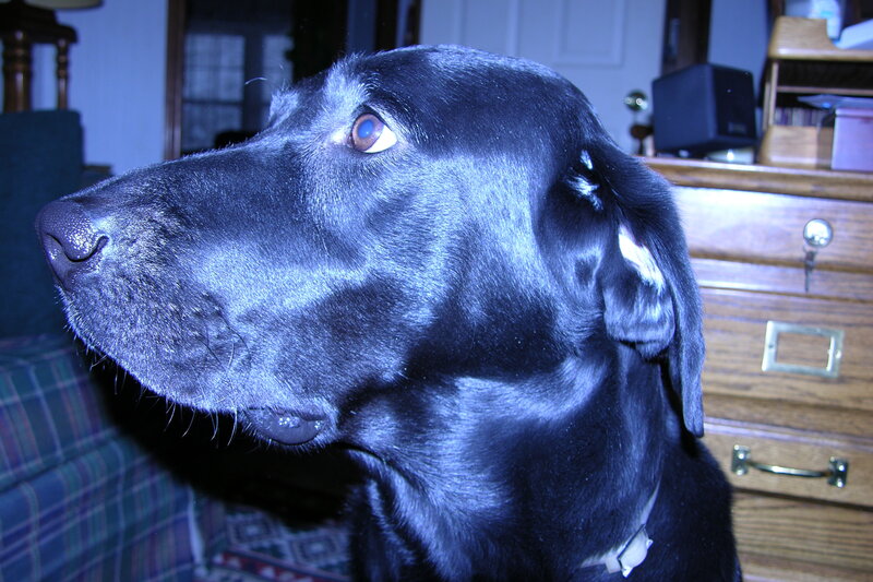 Black Labrador Dog — Calm, Night