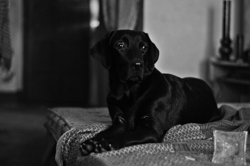 Black Labrador Dog — Calm, Photograph, Bed