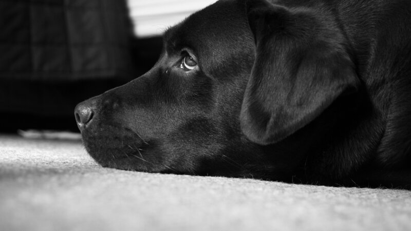 Black Labrador Dog — Calm, Photograph, Carpet