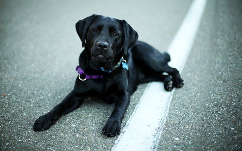Black Labrador Dog — Calm, Photograph, Collar, Road