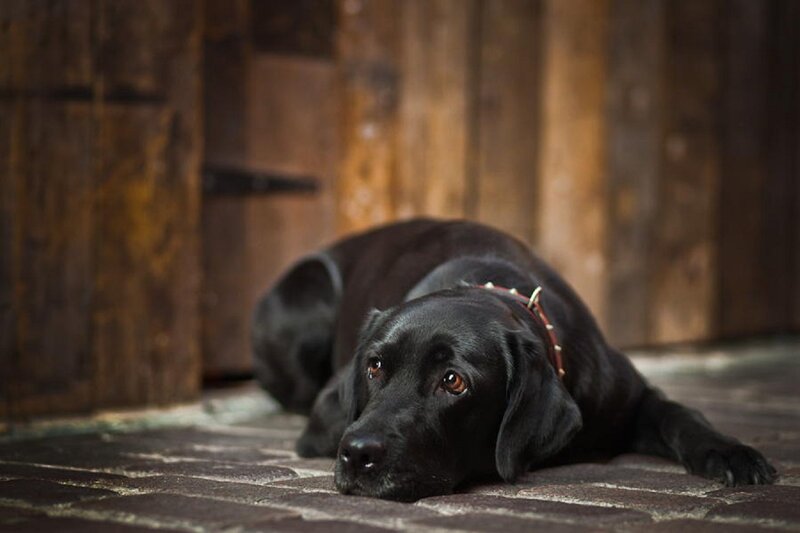 Black Labrador Dog — Calm, Photograph, Collar