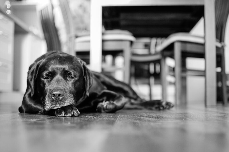 Black Labrador Dog — Calm, Photograph, Floor