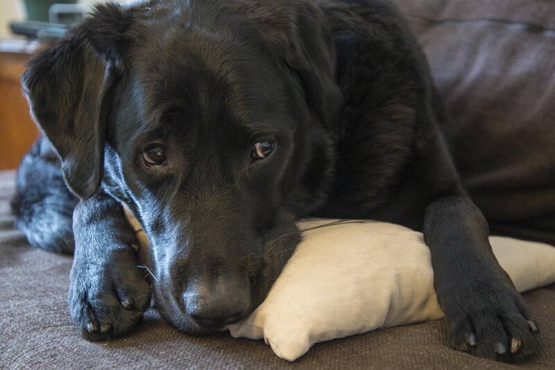 Black Labrador Dog — Calm, Photograph, Pillow, Couch