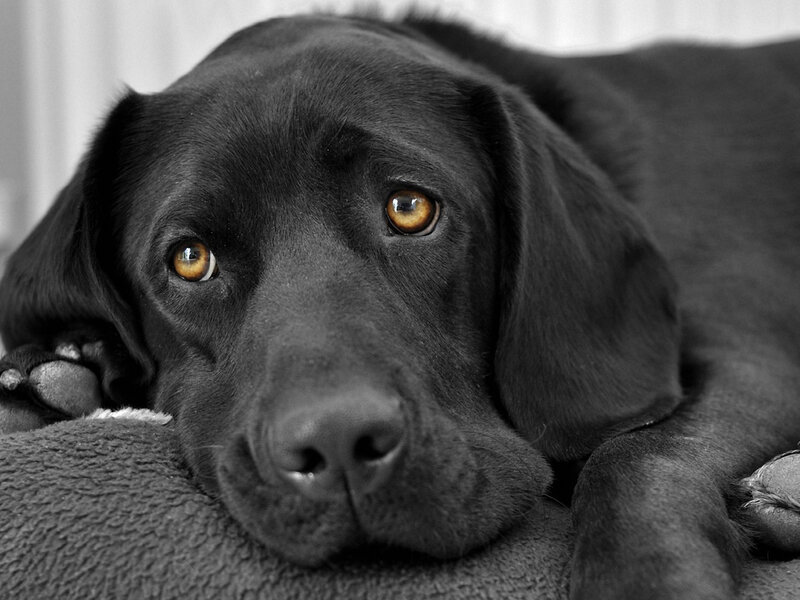 Black Labrador Dog — Calm, Photograph, Pillow