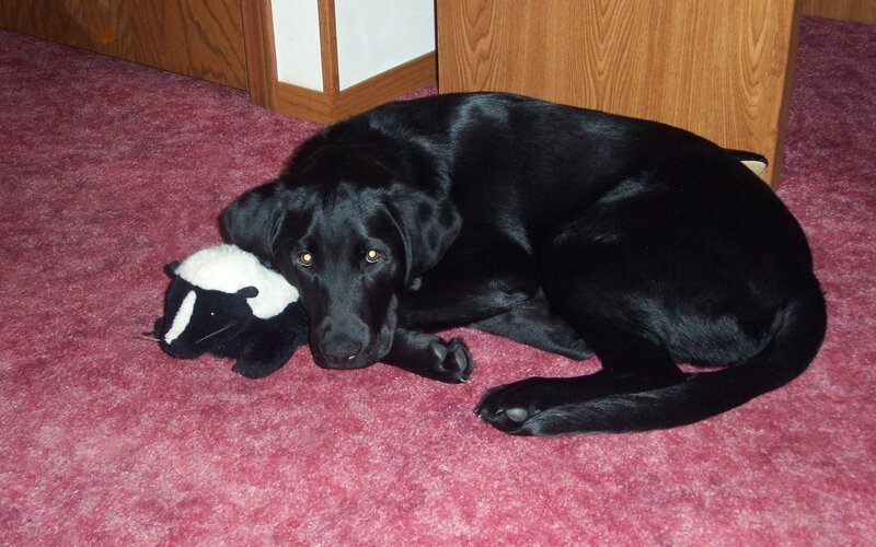 Black Labrador Dog — Calm, Photograph, Stuffed Skunk