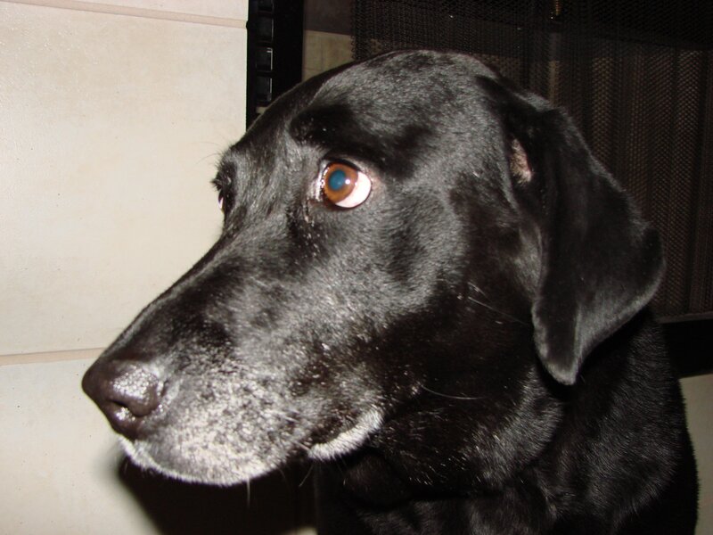 Black Labrador Dog — Calm, Photograph, Wall