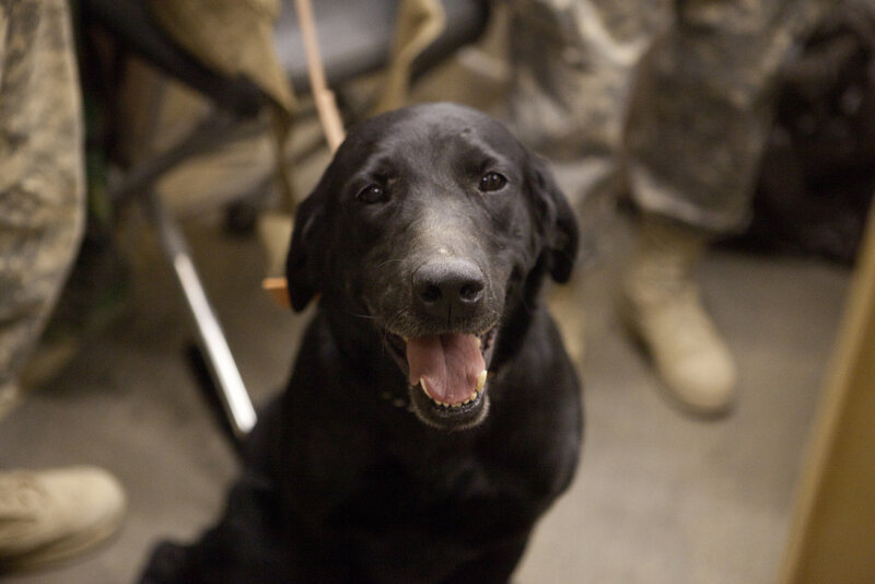 Black Labrador Dog — Calm