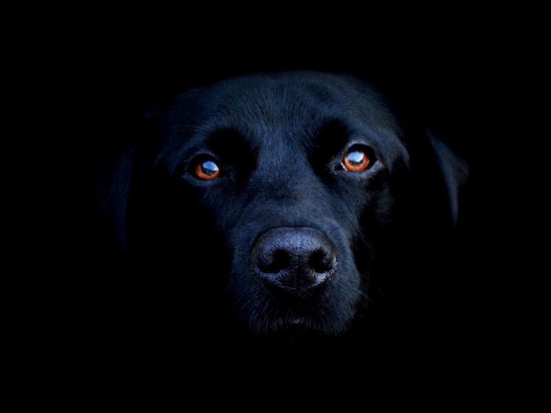 Black Labrador Dog — Dramatic, Night, Photograph