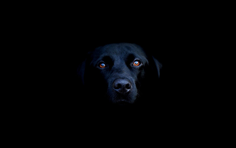 Black Labrador Dog — Dramatic, Night