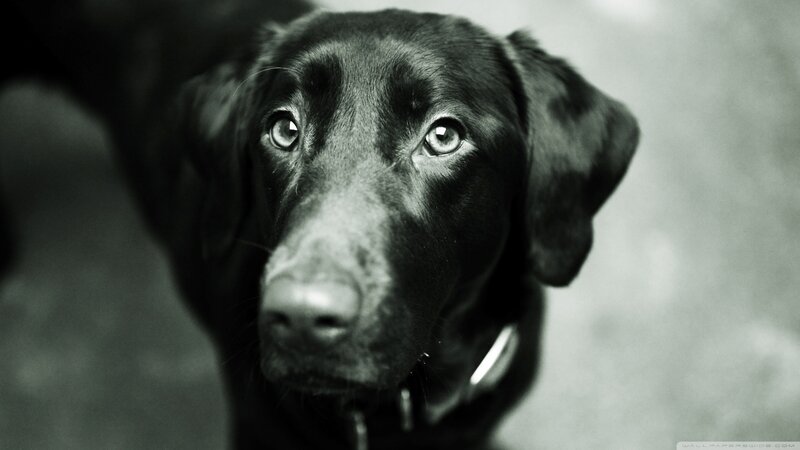 Black Labrador Dog — Dramatic, Photograph, Collar