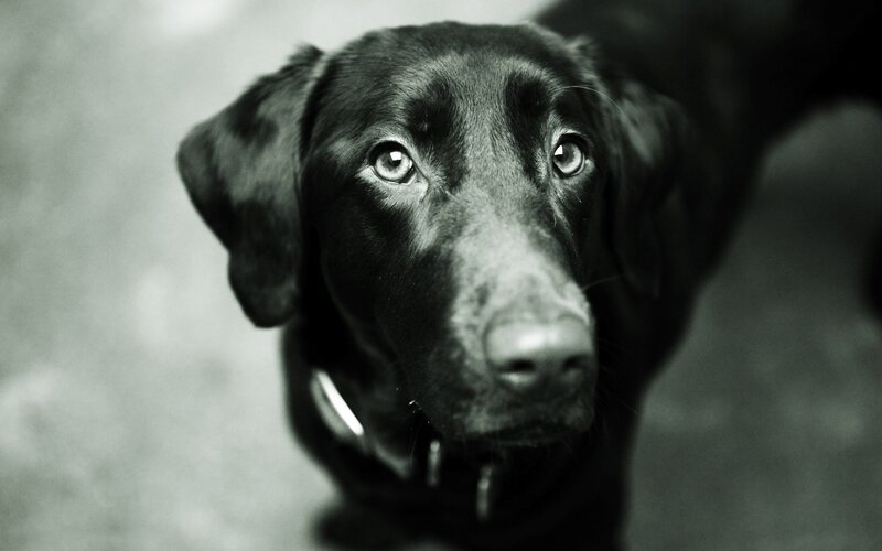 Black Labrador Dog — Dramatic, Photograph, Collar, White