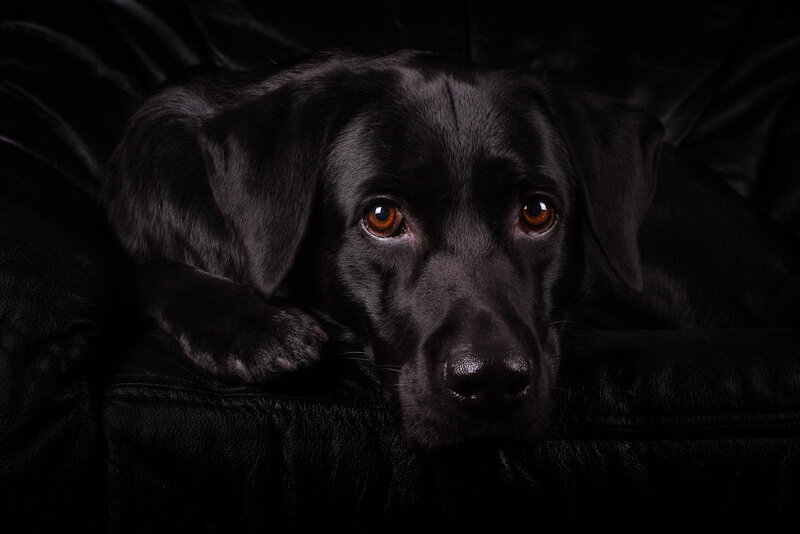 Black Labrador Dog — Dramatic, Photograph, Couch
