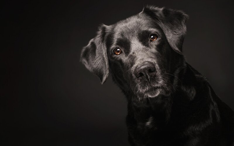 Black Labrador Dog — Dramatic, Photograph, Dark Background
