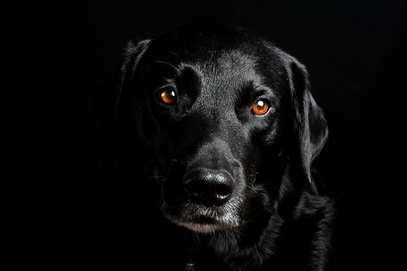 Black Labrador Dog — Dramatic, Photograph, Eyes