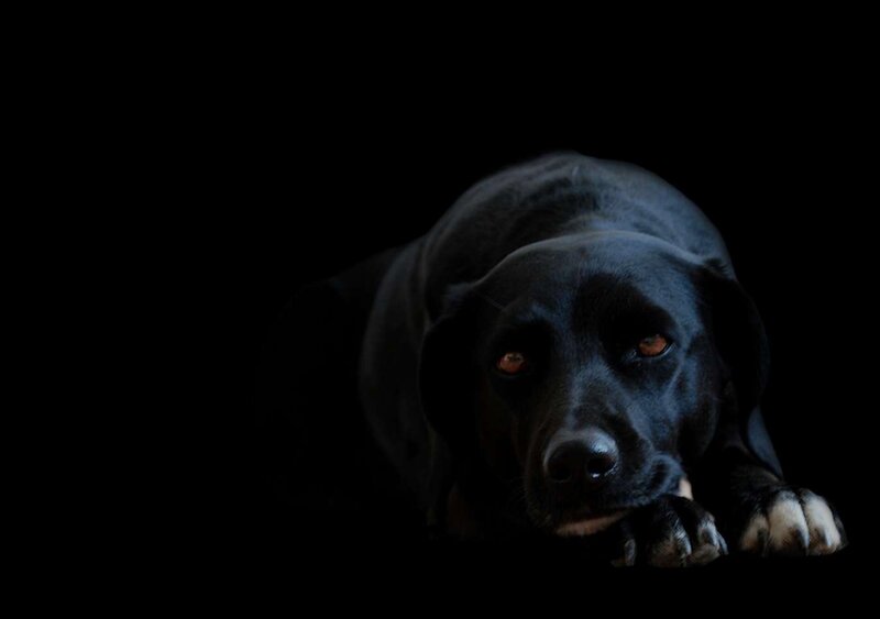 Black Labrador Dog — Dramatic, Photograph, Paws