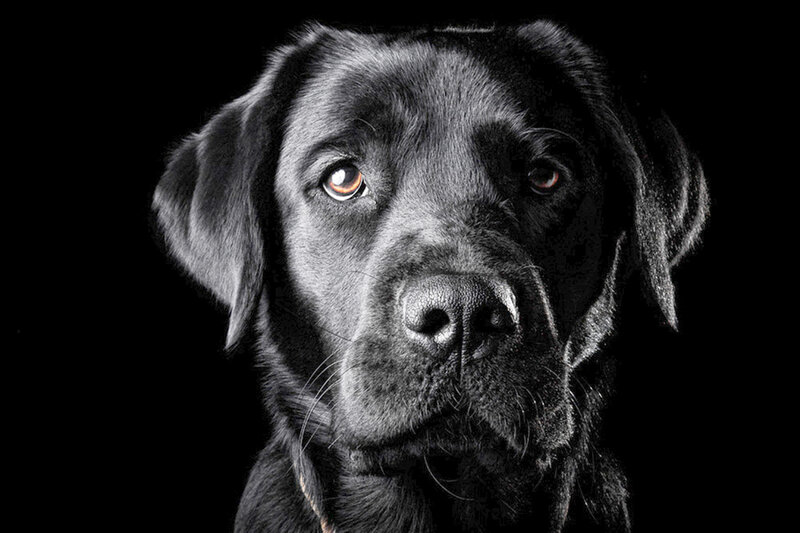Black Labrador Dog — Dramatic, Photograph