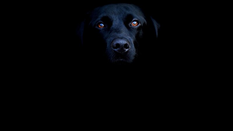 Black Labrador Dog — Dramatic