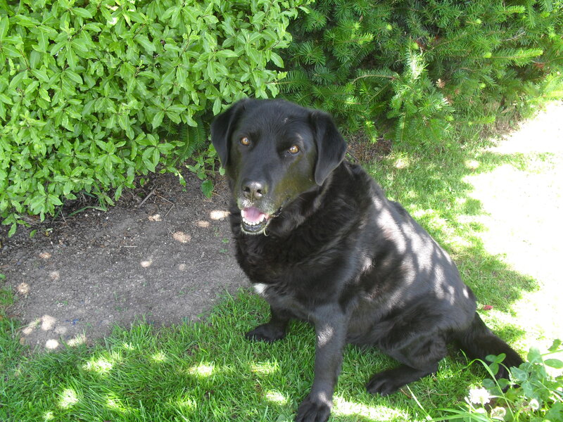 Black Labrador Dog — Green