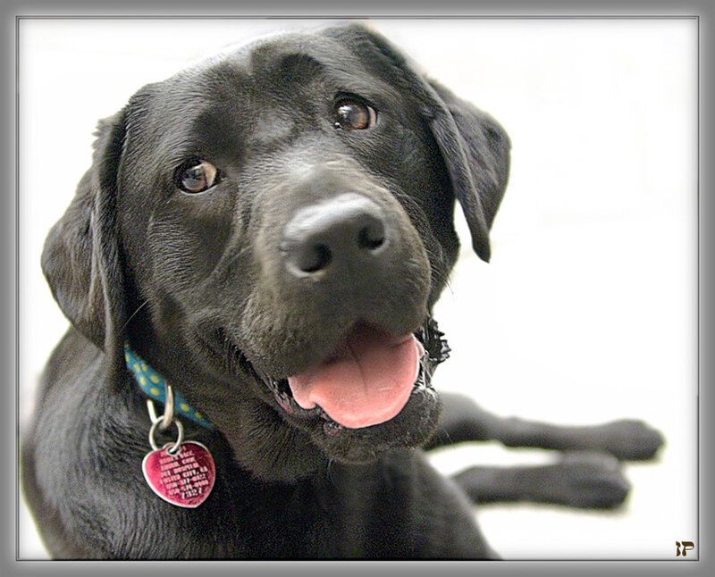 Black Labrador Dog — Happy