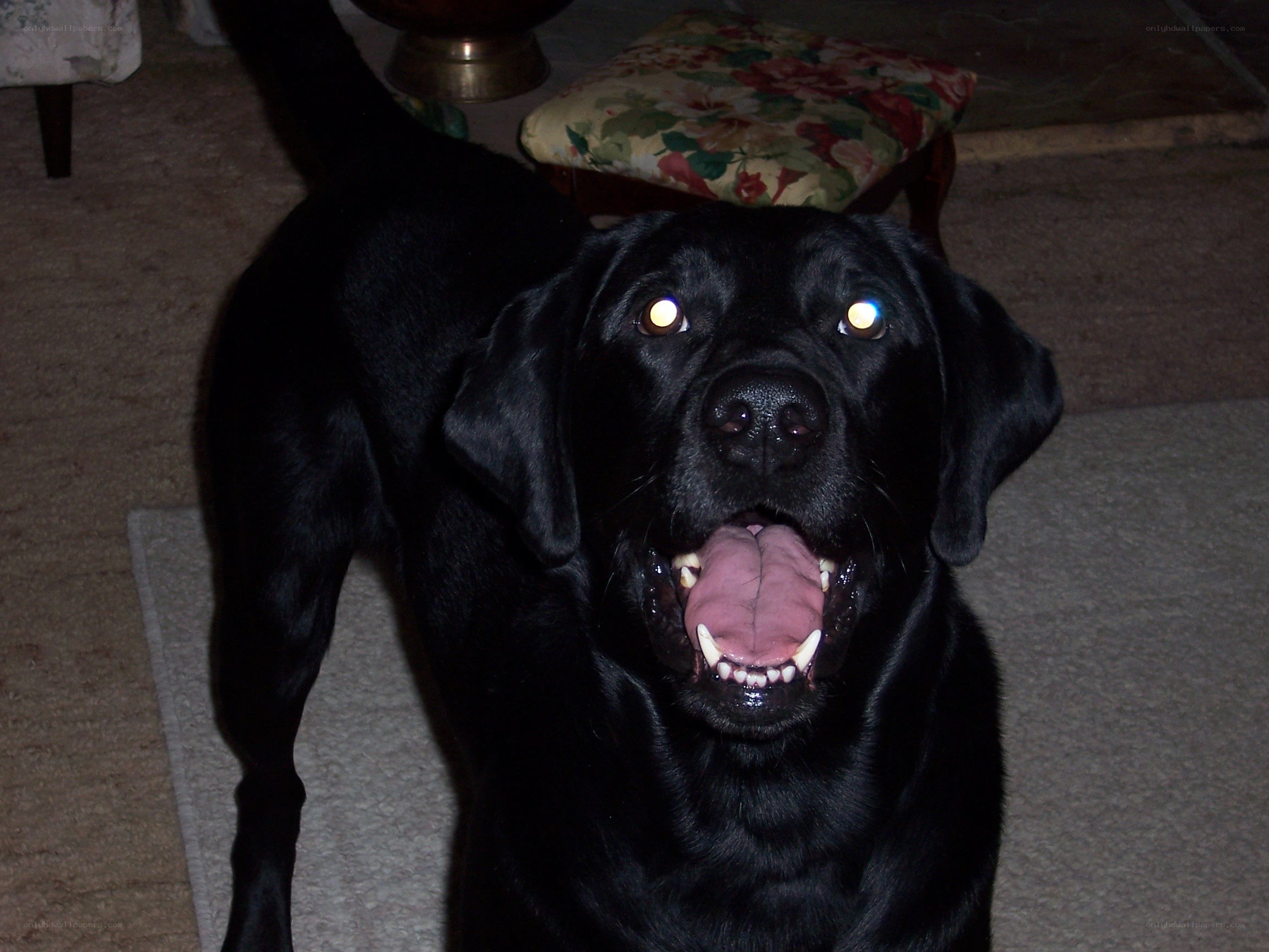 black labrador dog indoors