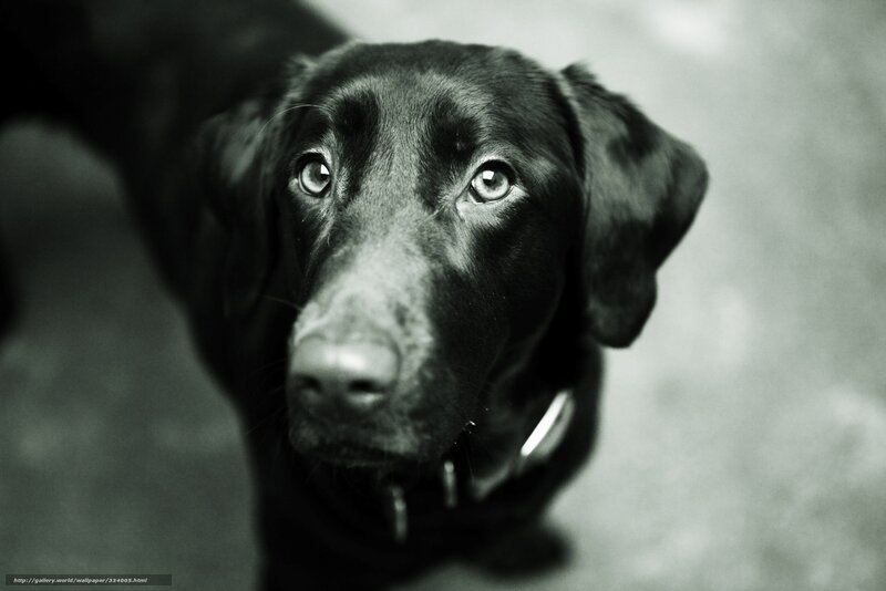 Black Labrador Dog — Intense