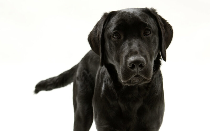 Black Labrador Dog — Neutral, Photograph