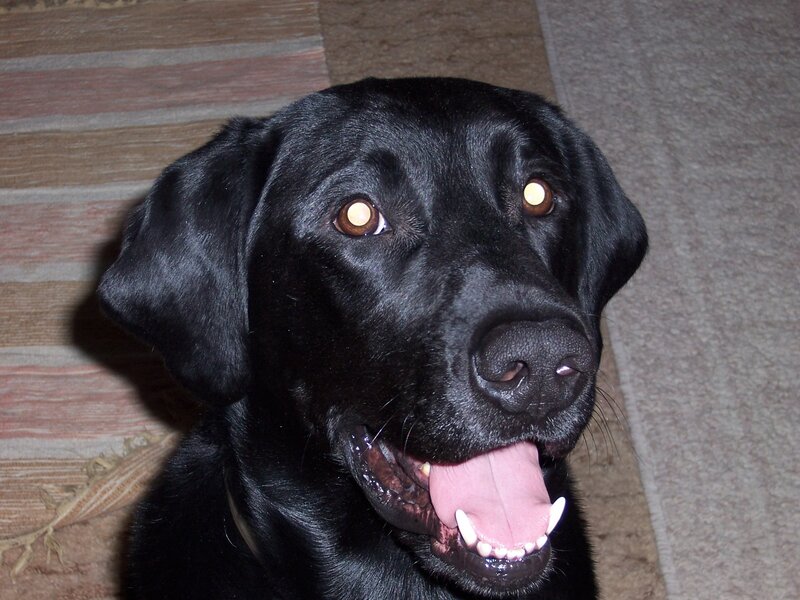 Black Labrador Dog — Neutral