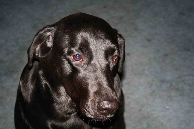 black labrador dog portrait