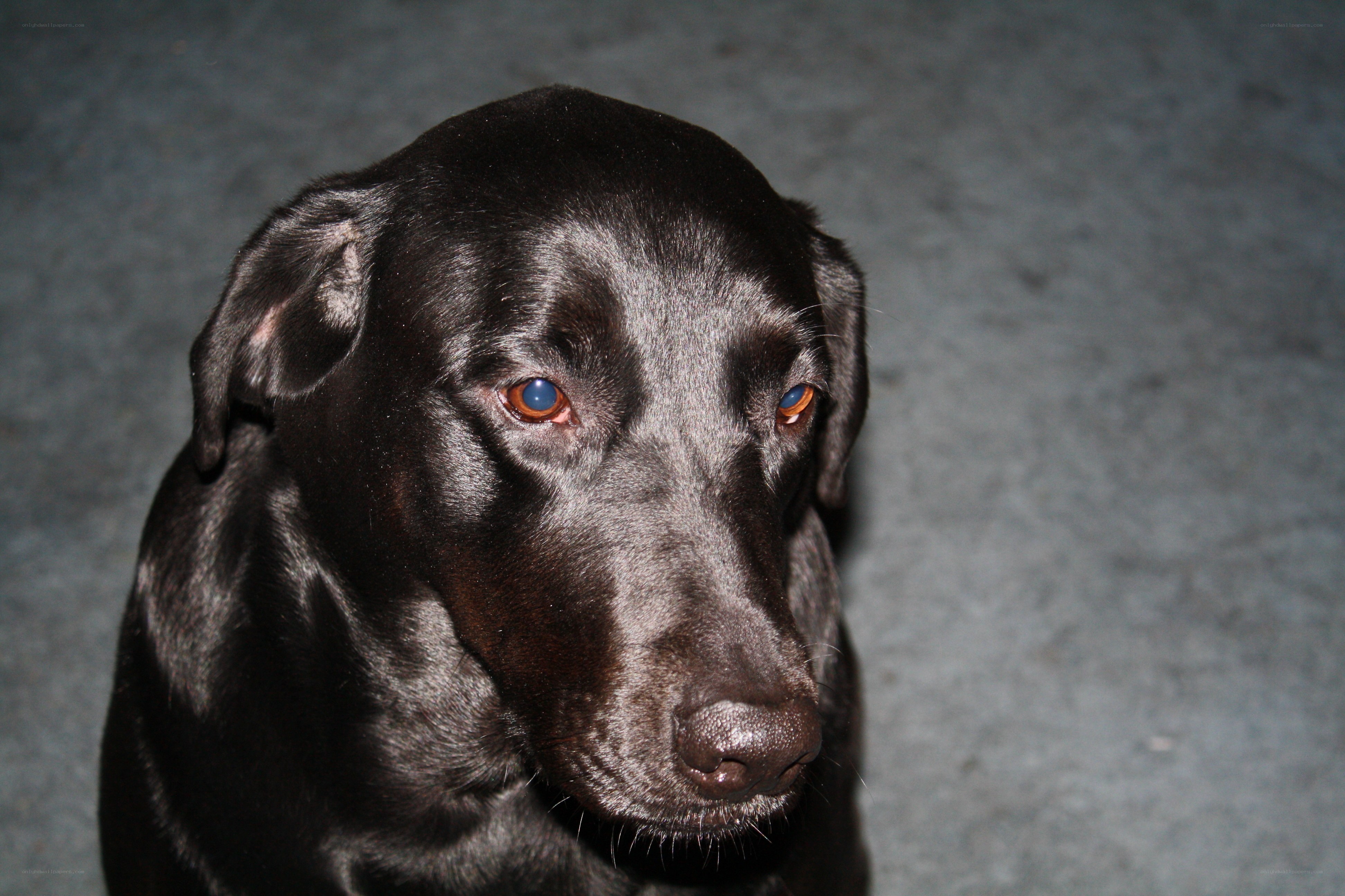black labrador dog portrait