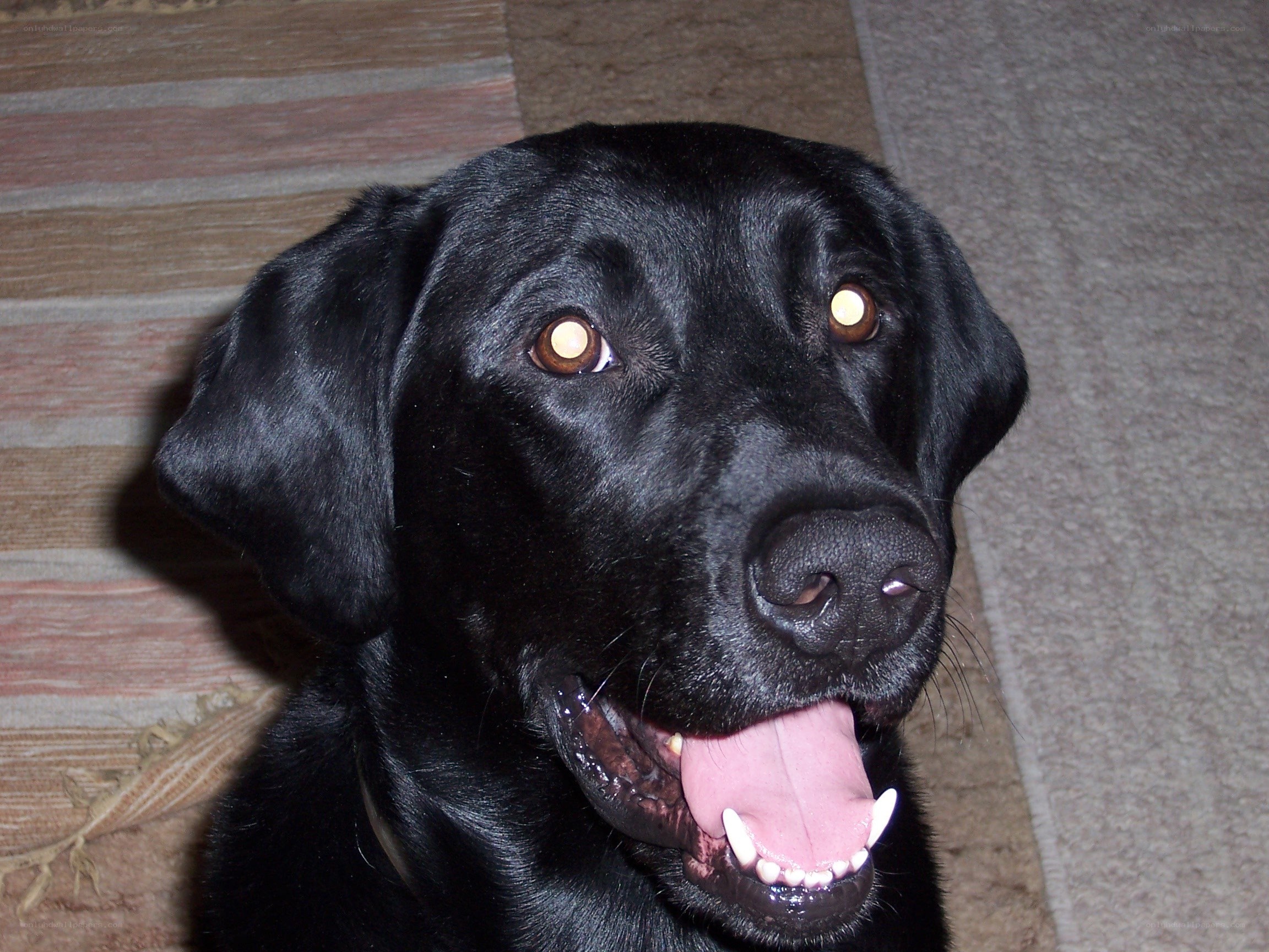 black labrador dog portrait