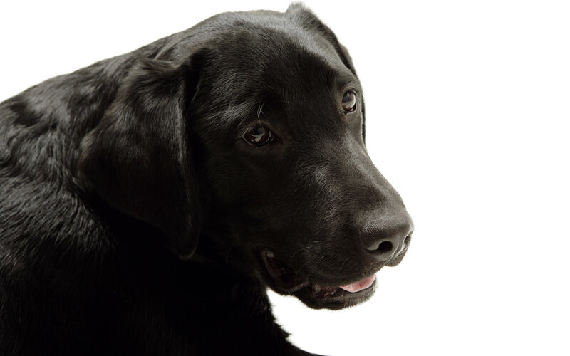 black labrador dog portrait