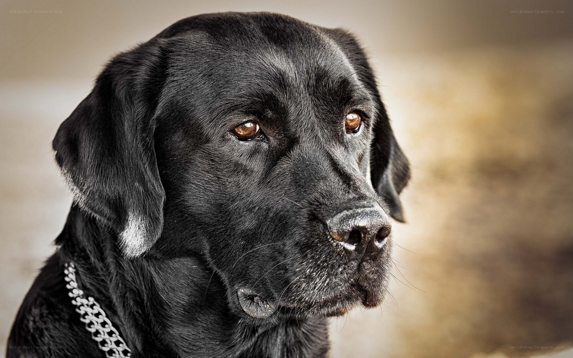 black labrador dog portrait