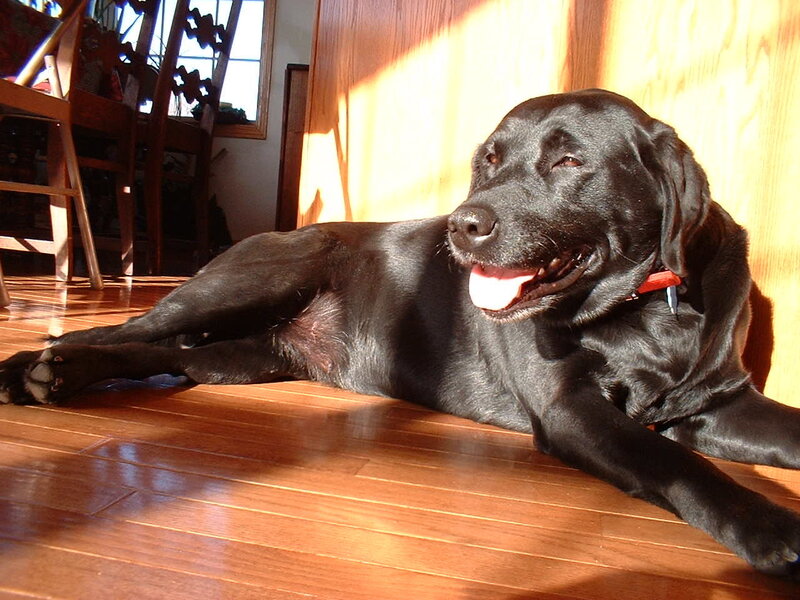 Black Labrador Dog — Relaxed