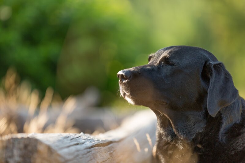 Black Labrador Dog — Serene