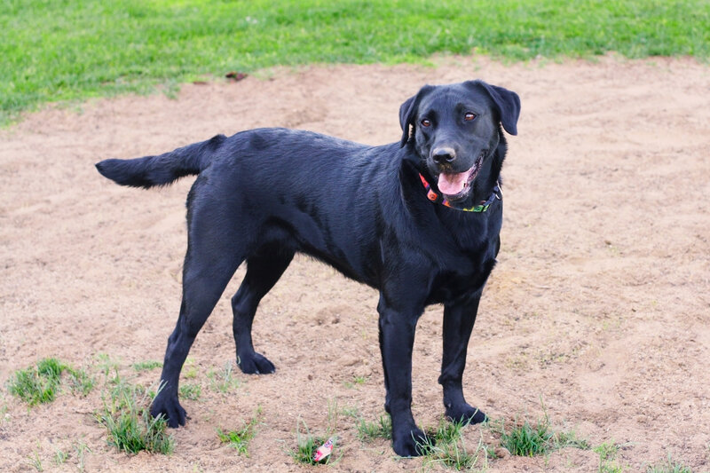 black labrador dog standing