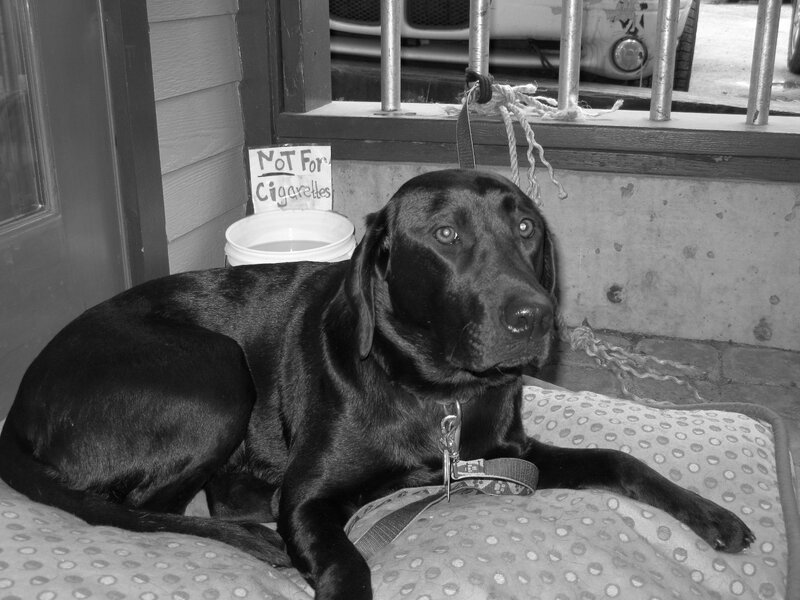 Black Labrador Dog
