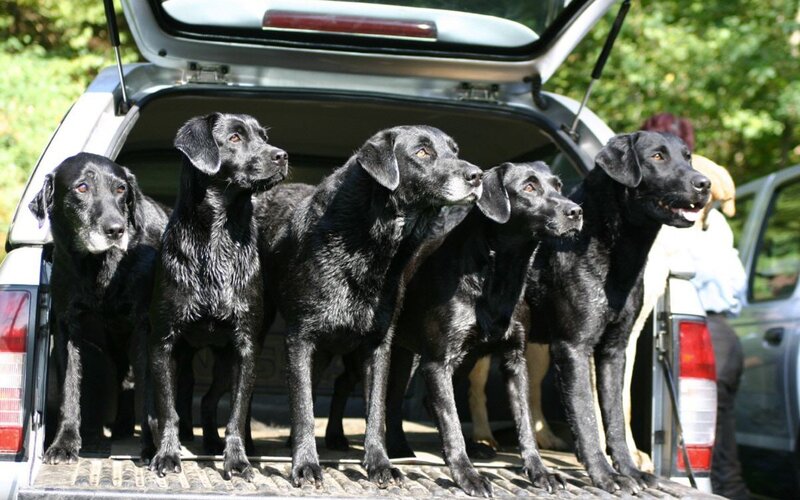 black labrador dogs in truck