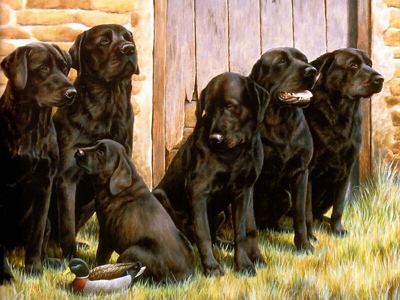 Black Labrador Dogs