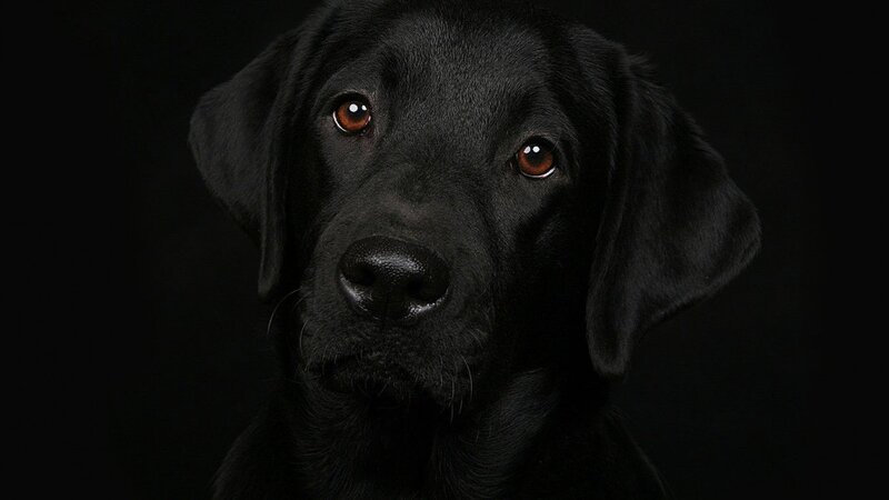 black labrador in dark setting