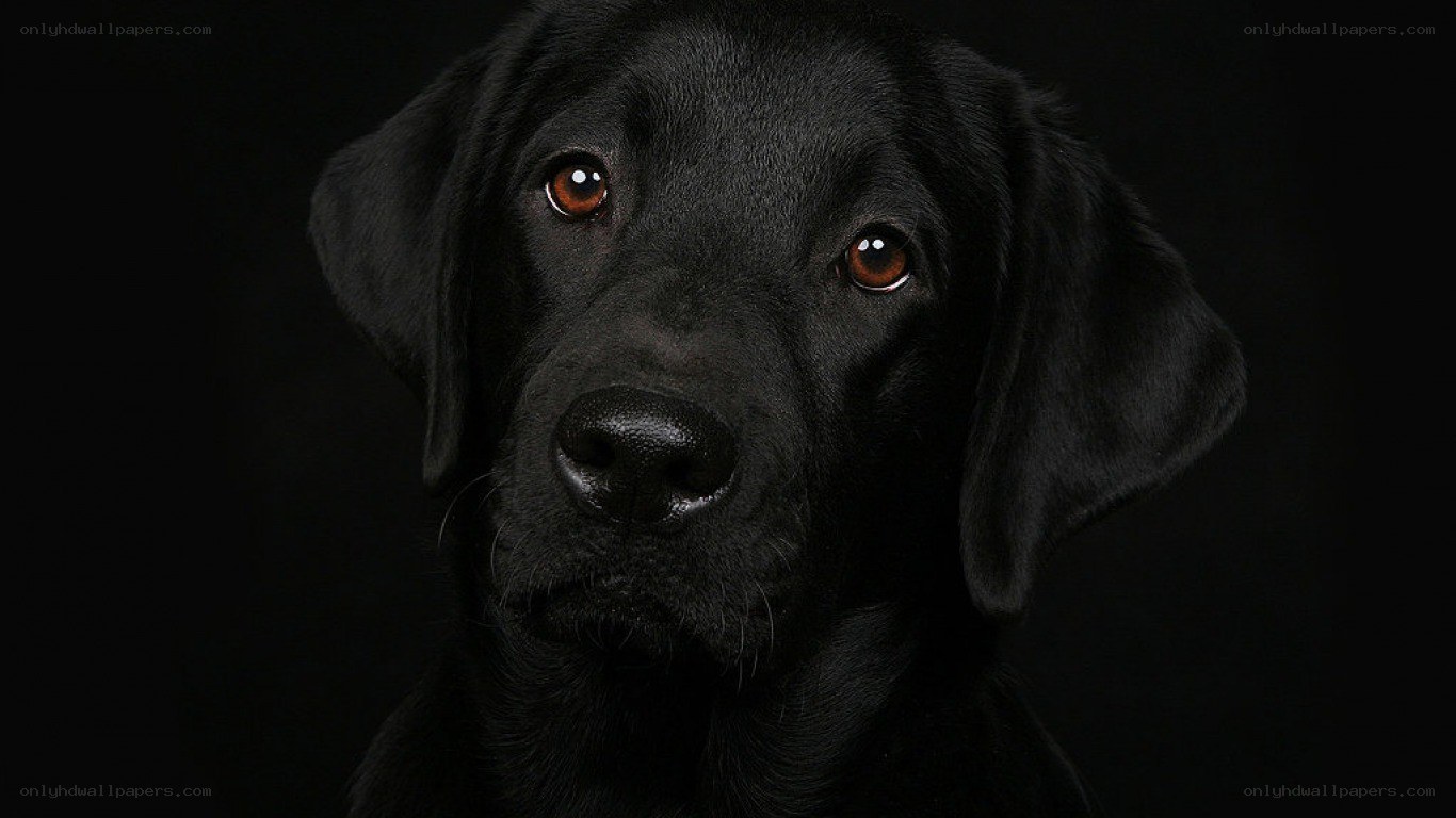black labrador in dark setting