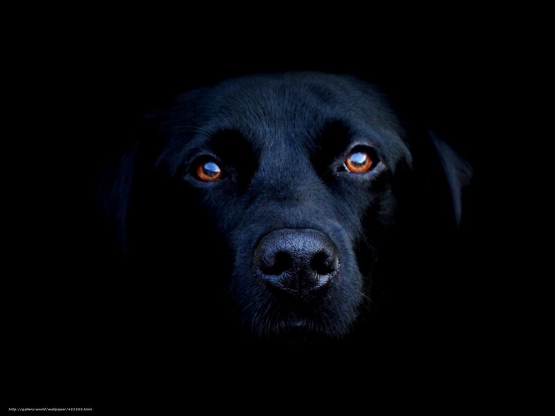 Black Labrador in Darkness — Dramatic