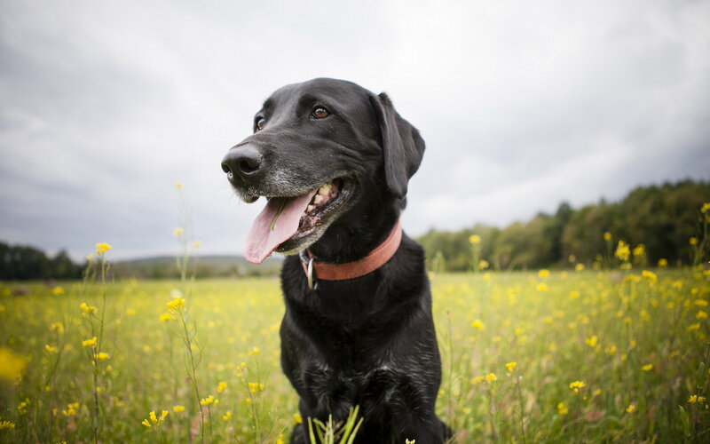 Black Labrador in Field — Calm
