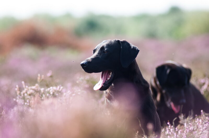 Black Labrador in Field — Purple