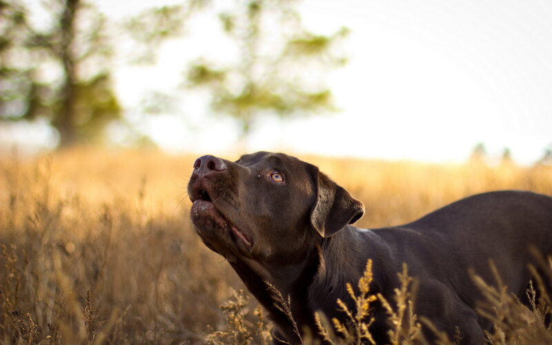 Black Labrador in Field