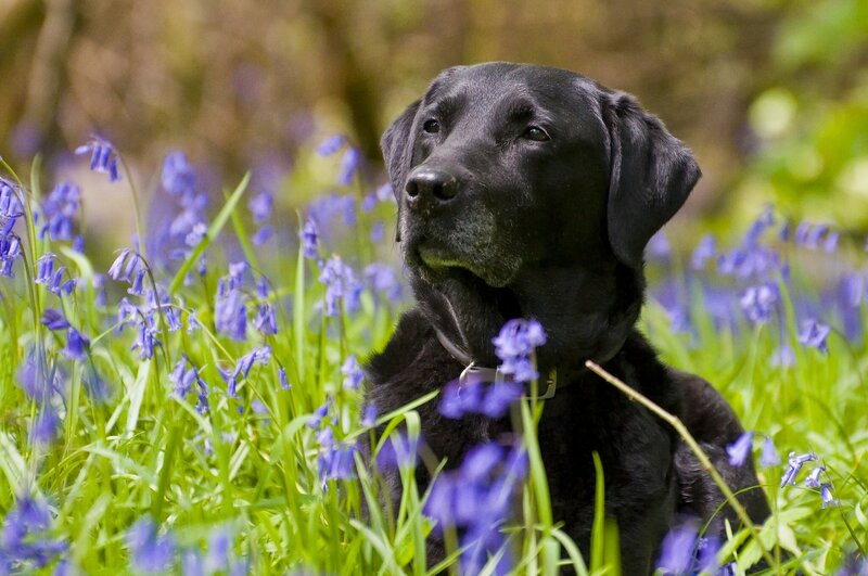 Black Labrador in Flowers — Calm