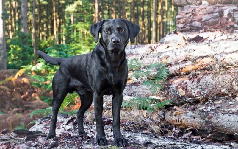 Black Labrador in Forest — Calm, Afternoon