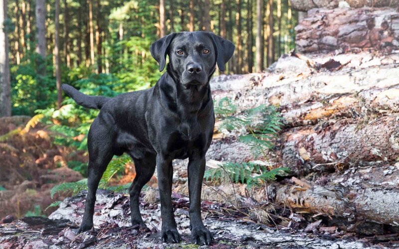 Black Labrador in Forest — Calm