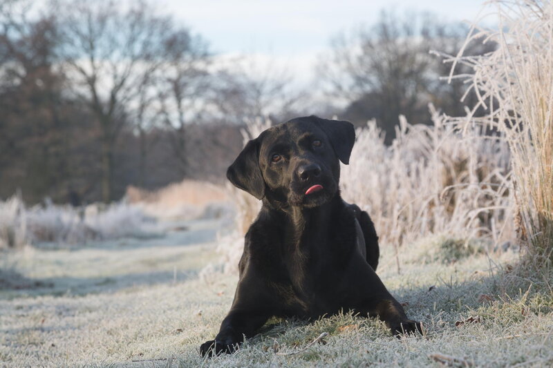 Black Labrador in Frost